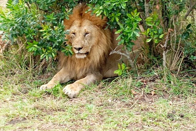 Lion Quest Expedition