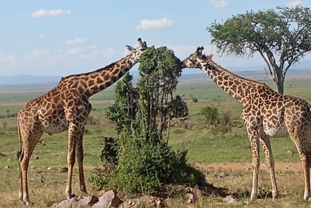 Twiga Iconic Safari Escape - 10 Days